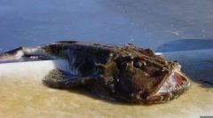 Риболовний